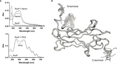 Solution Structure of the Cutibacterium acnes-Specific Protein RoxP and Insights Into Its Antioxidant Activity